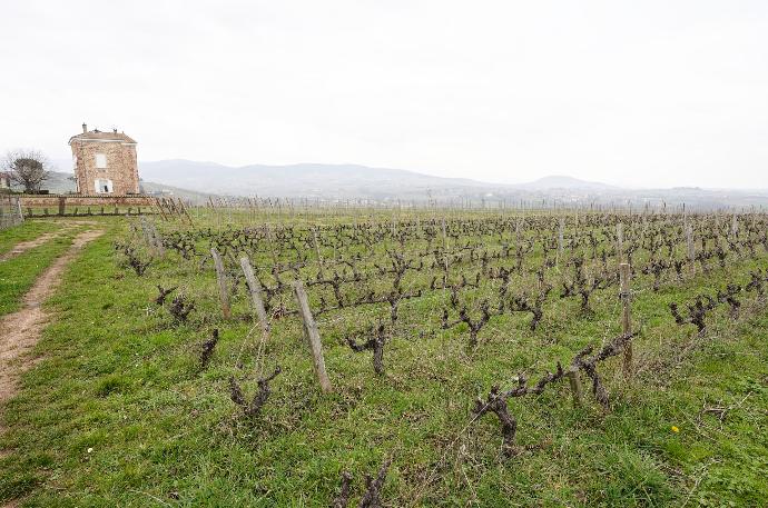 Vines domaine de Mont Joly