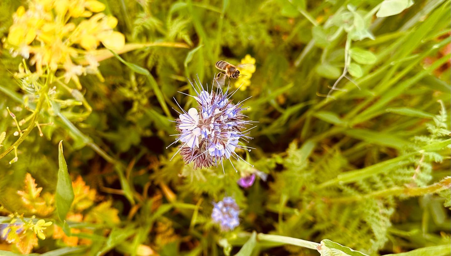 Flowers between vines at Domaine de Mont Joly Beaujolais