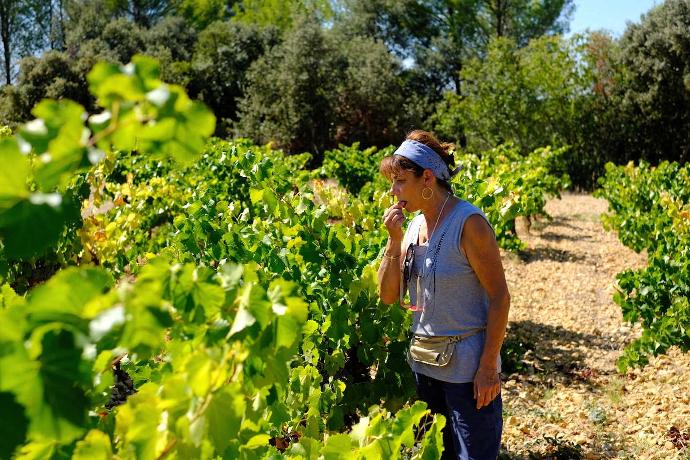 Pscale Rivière checking grapes in the vines at La Jasse Castel