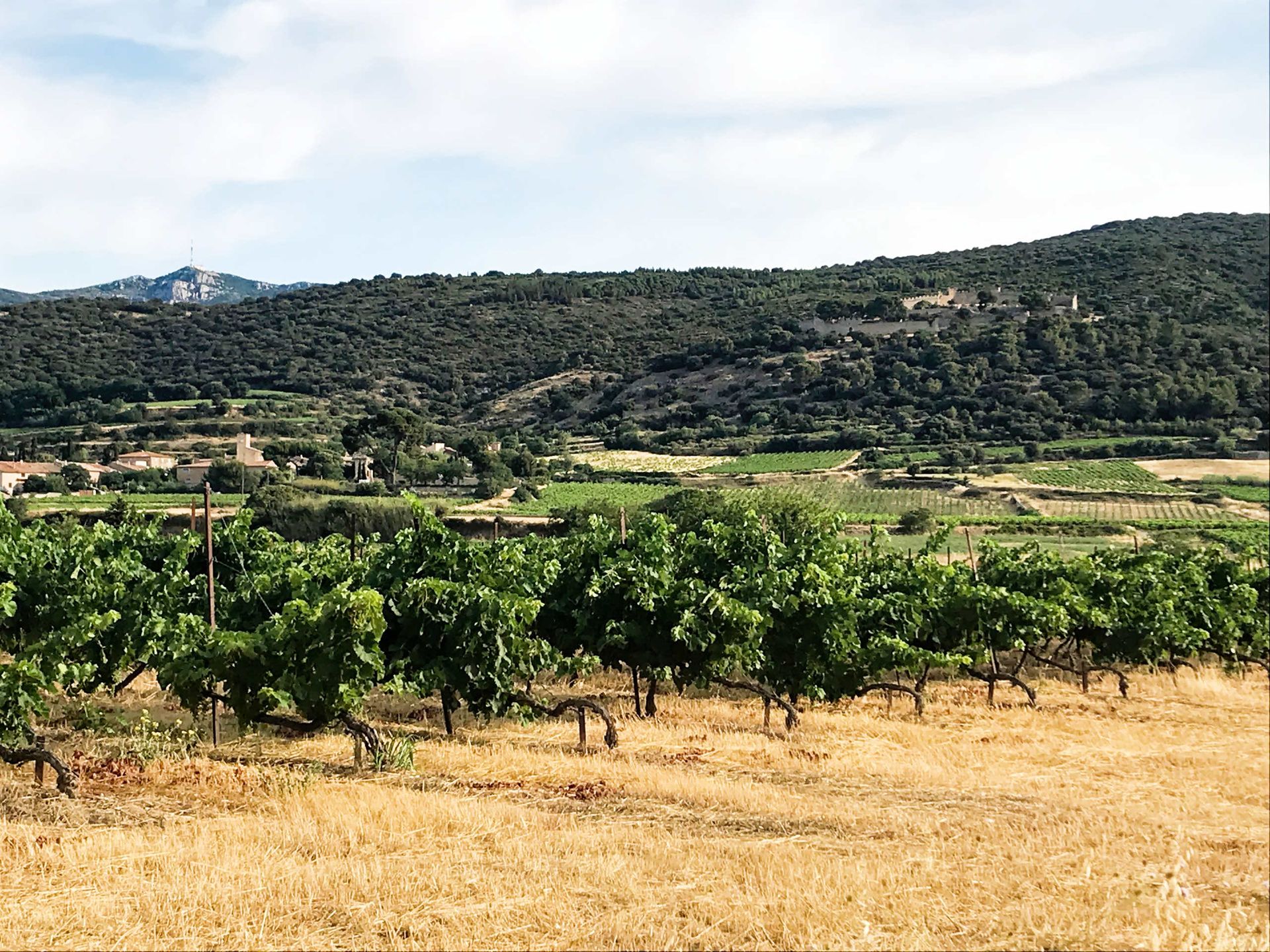 some vine of La Jasse Castel