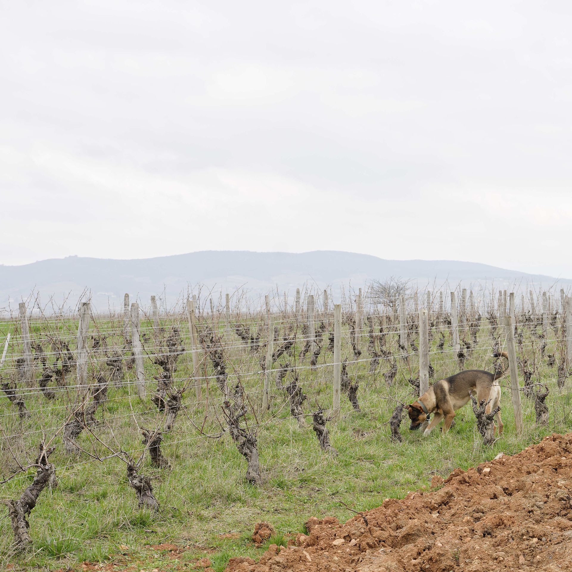 View on vines with dog at Domaine de Mont Joly Beaujolais France