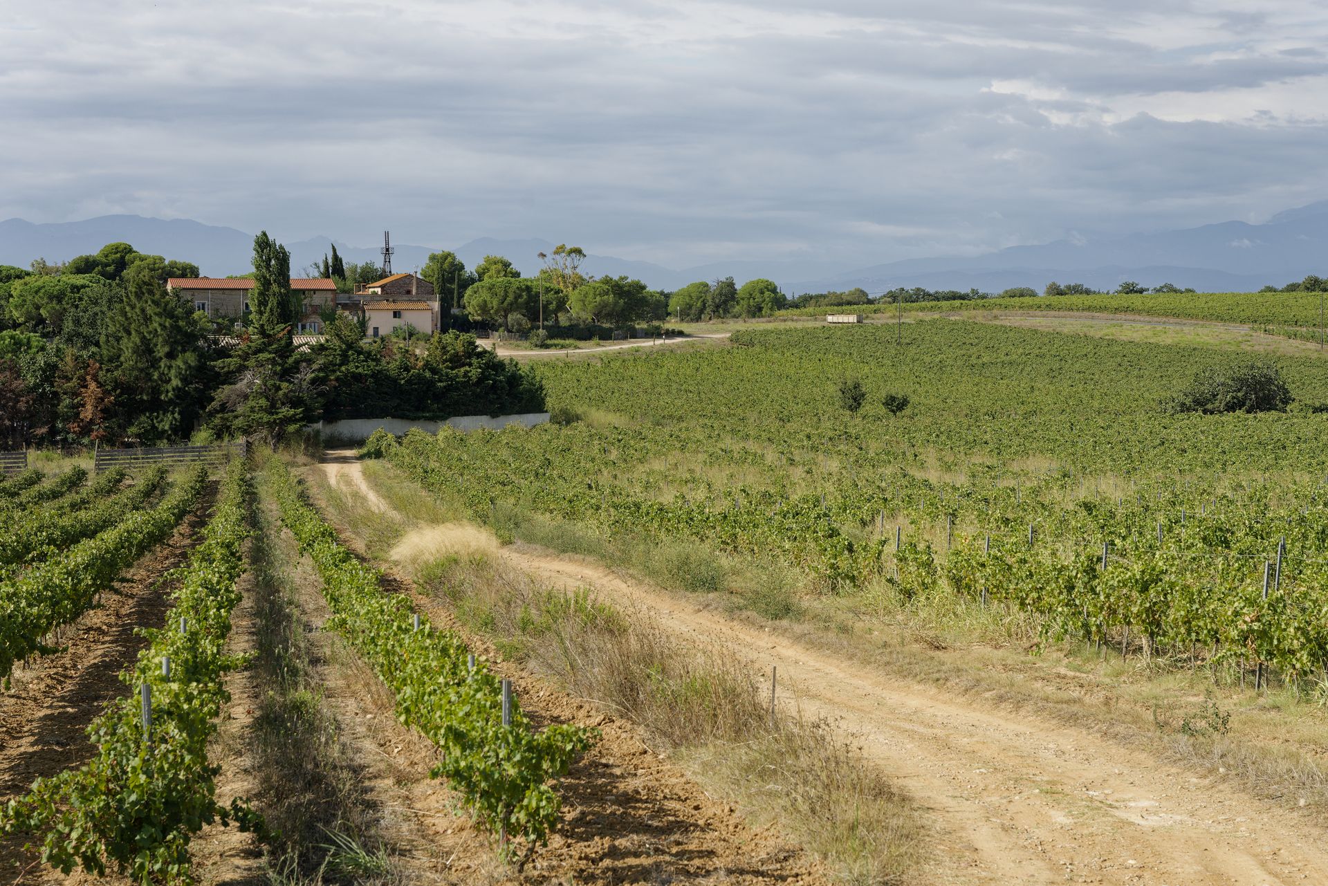 chateau de rey winery vines and farm