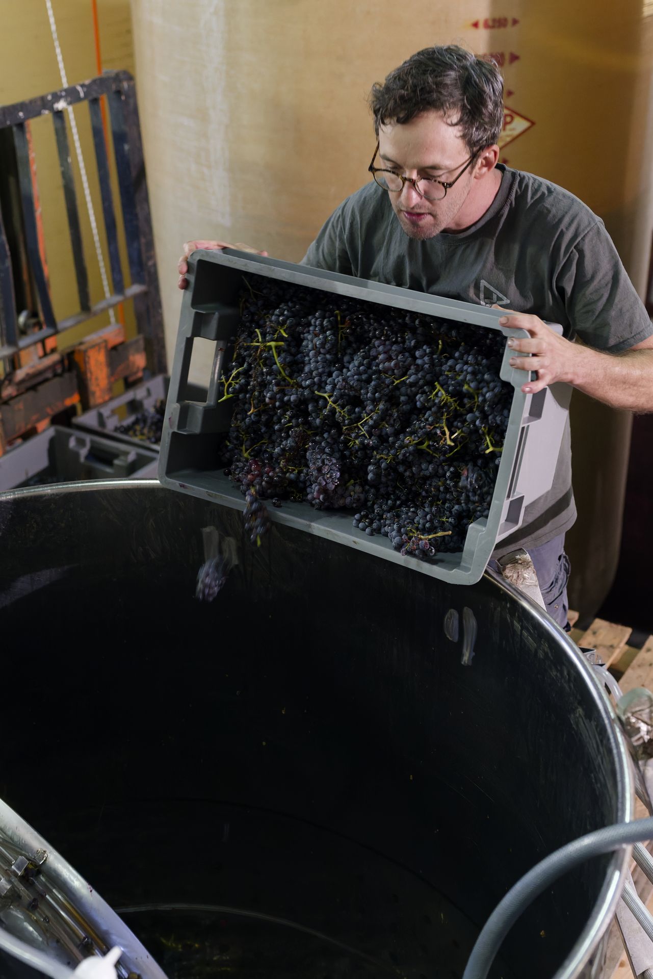 chateau de rey Remy harvesting