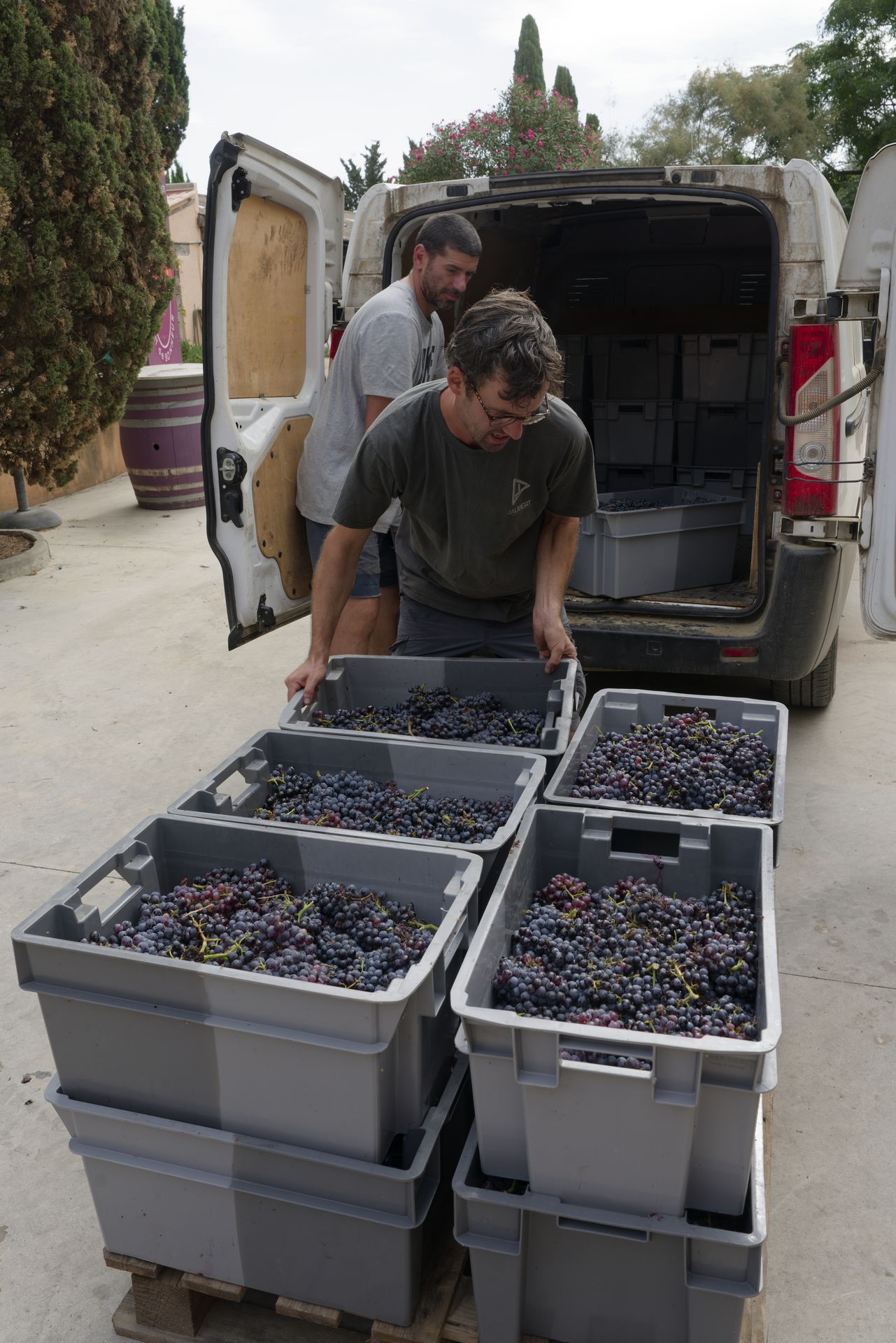 chateau de rey Remy 2025 harvest