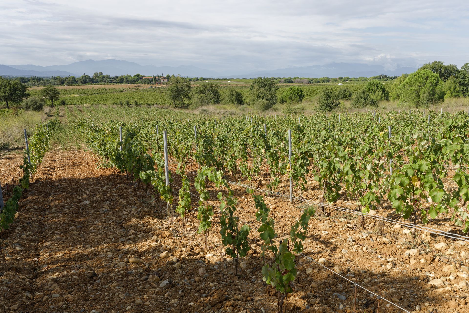 chateau de rey winery young vines