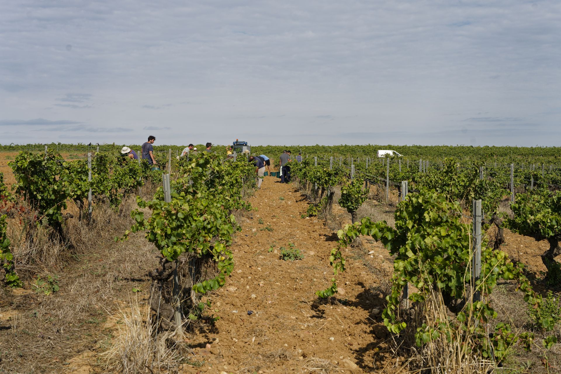 chateau de rey winery 2025 harvest