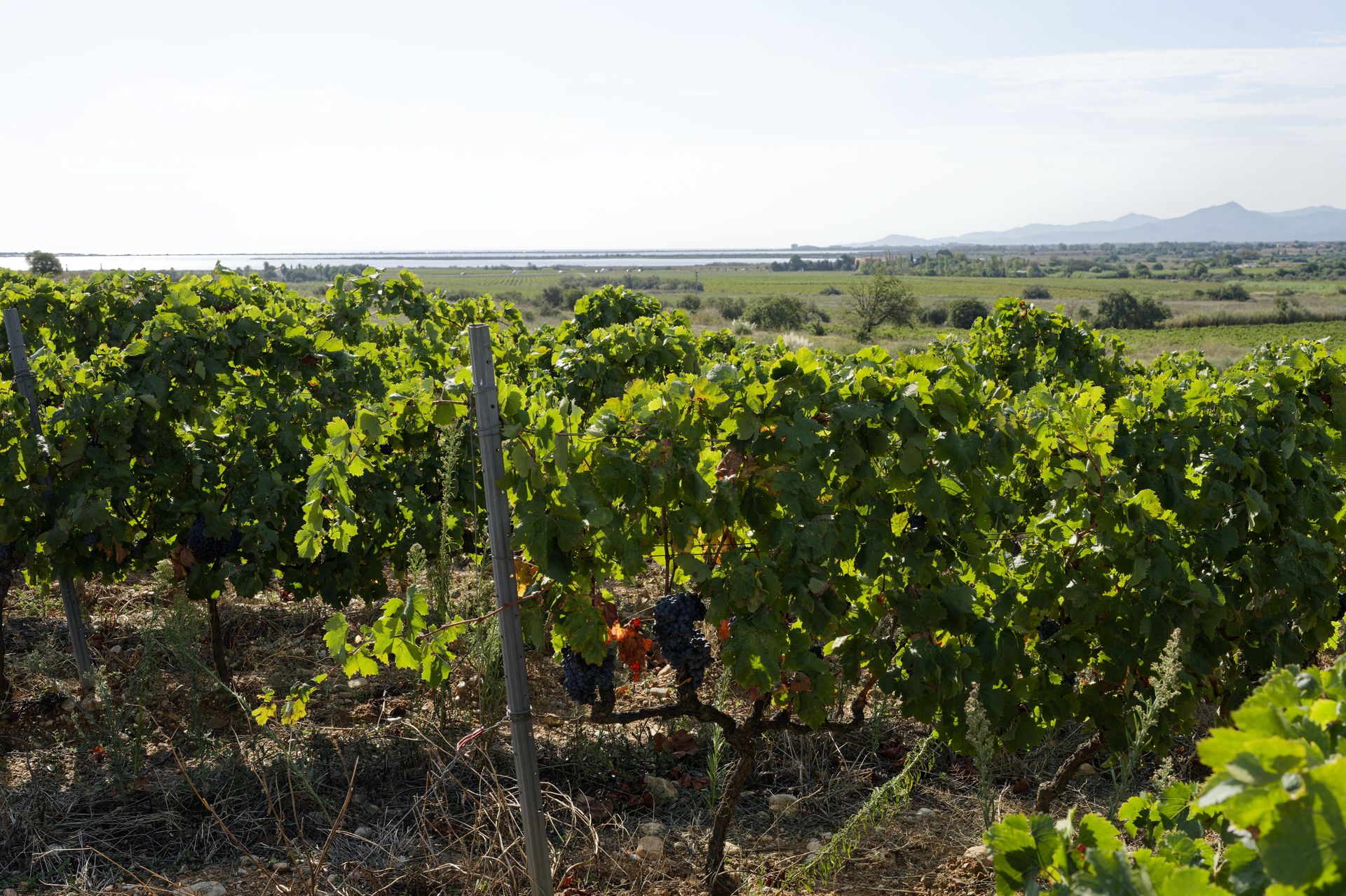 chateau de rey winery vines and seaview