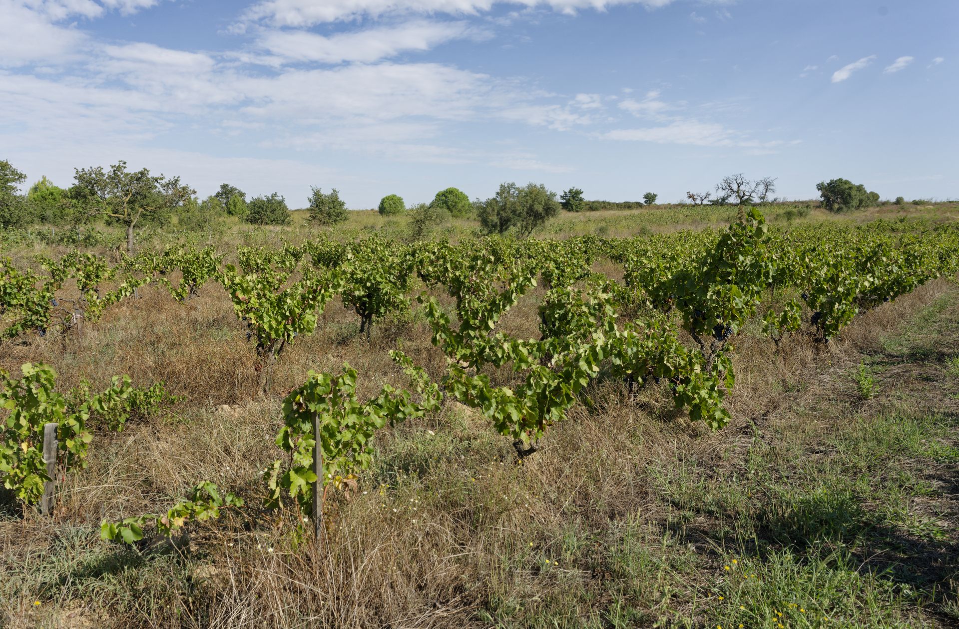 chateau de rey winery old vines