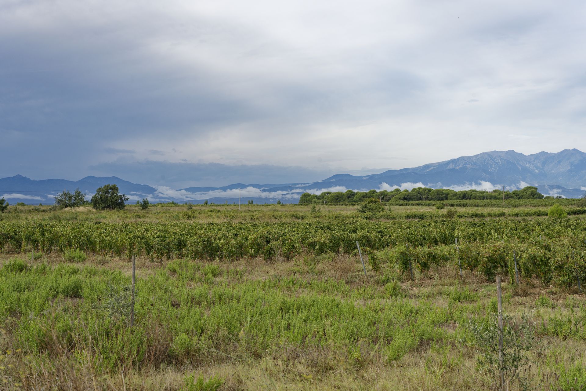 chateau de rey winery vines and pyrenées