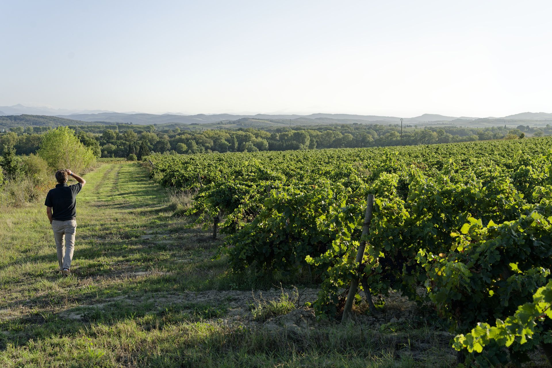 chateau Guilhem winery Bertrand vines pyrenées view