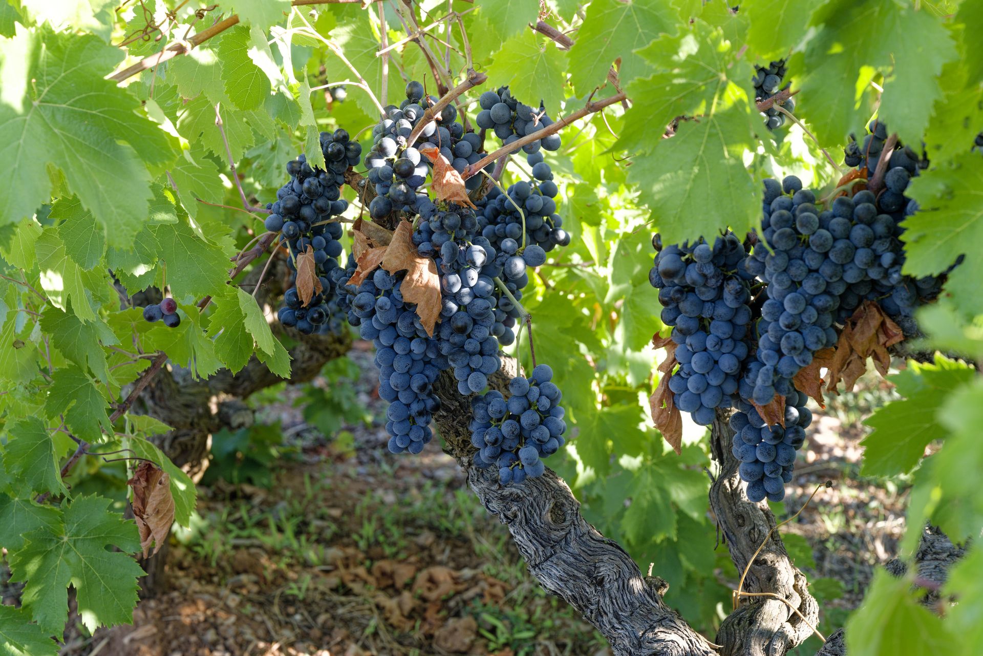 Domaine de roquemale winery grapes