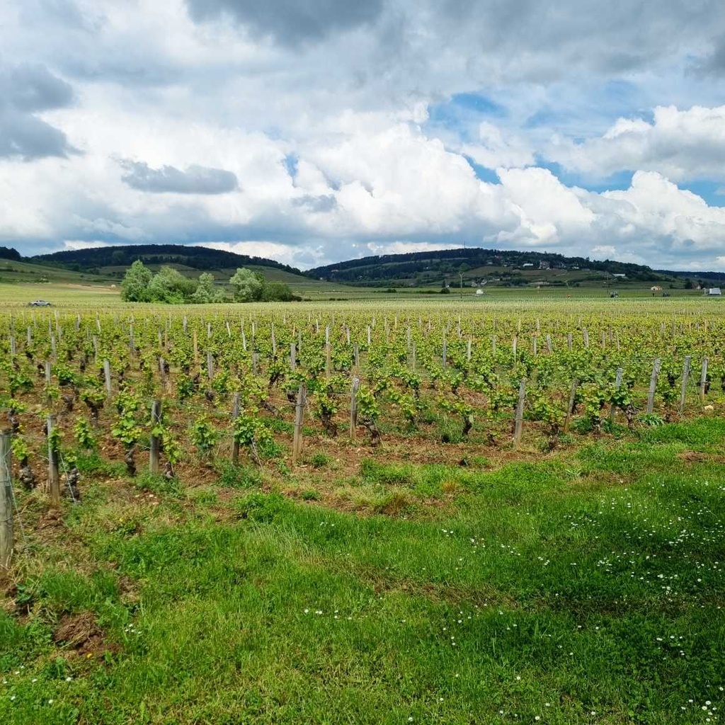 Beaune Les Bons Feuvres